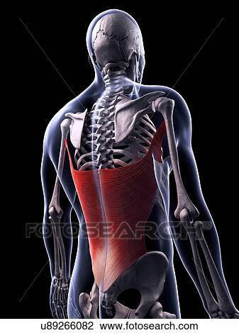 Drawing - Human back muscles, artwork. Fotosearch