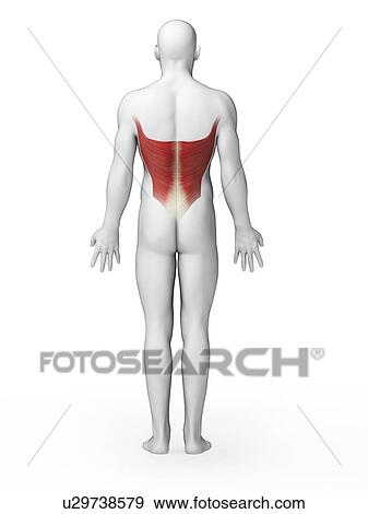 Stock Illustration - Human back muscles, artwork. Fotosearch