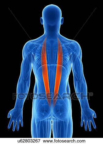 Stock Illustration - Human back muscles, artwork. Fotosearch