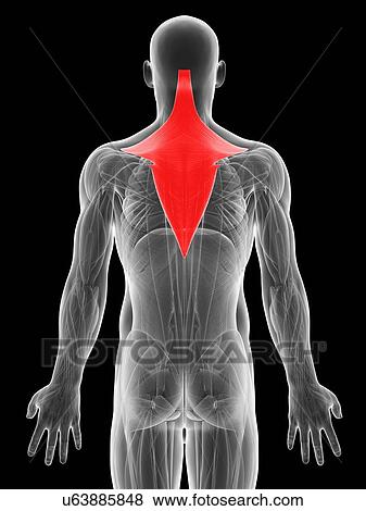 Stock Illustration - Human back muscles, artwork. Fotosearch