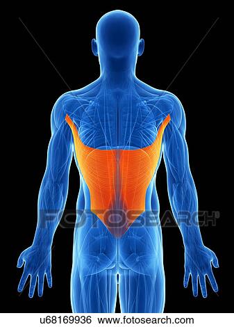 Stock Illustration - Human back muscles, artwork. Fotosearch