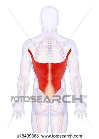 Stock Illustration - Human back muscles, artwork. Fotosearch