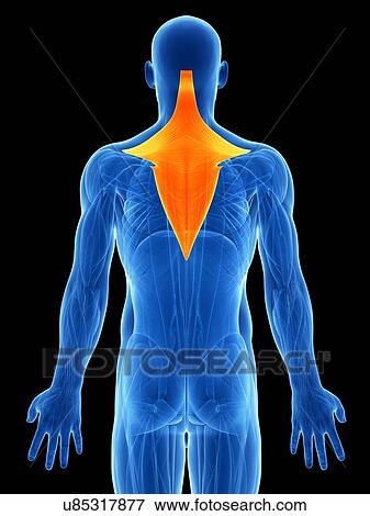 Human back muscles, artwork View Large Illustration Stock Illustration - Human back muscles, artwork. Fotosearch