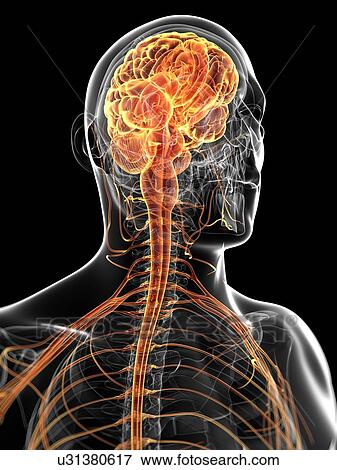 Stock Illustration - Human brain and nervous system, artwork. Fotosearch