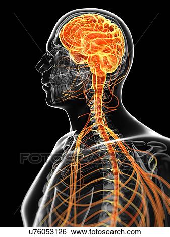 Stock Illustration - Human brain and nervous system, artwork. Fotosearch