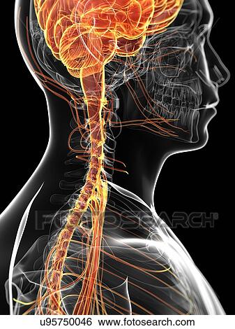 Stock Illustration - Human brain and nervous system, artwork. Fotosearch