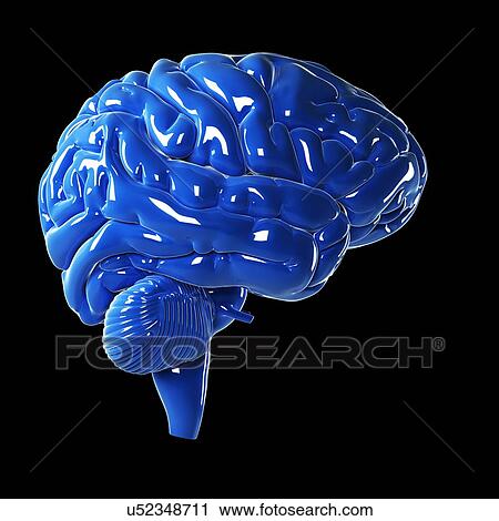 Clip Art - Human brain, artwork. Fotosearch