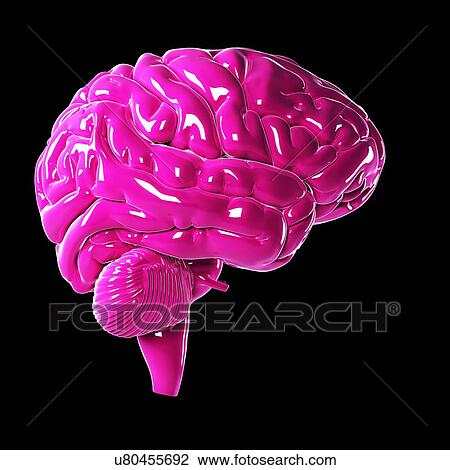 Drawing - Human brain, artwork. Fotosearch