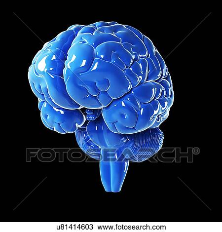 Human brain, artwork View Large Illustration Drawing - Human brain, artwork. Fotosearch