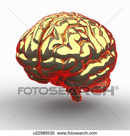 Stock Illustration - Human brain, artwork. Fotosearch
