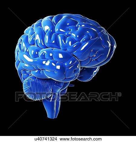 Human brain, artwork View Large Illustration Stock Illustration - Human brain, artwork. Fotosearch