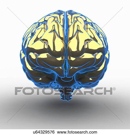 Human brain, artwork View Large Illustration Stock Illustration - Human brain, artwork. Fotosearch