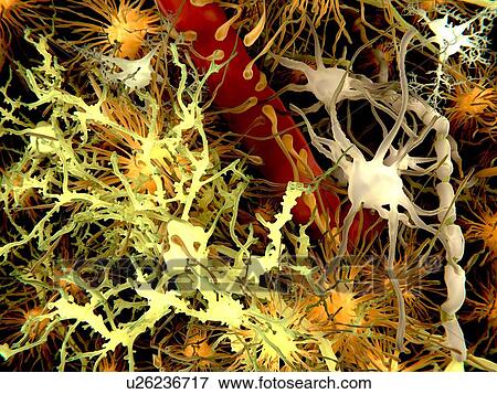 Human brain cells, artwork View Large Illustration Stock Illustration - Human brain cells, artwork. Fotosearch