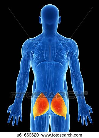 Clipart - Human buttock muscles, artwork. Fotosearch