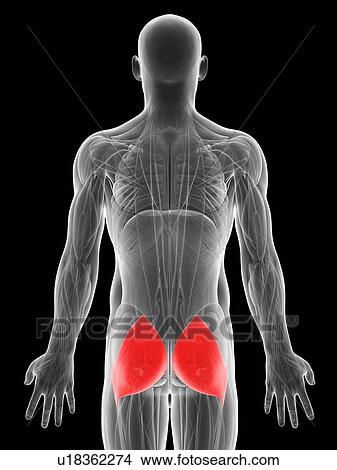 Human buttock muscles, artwork View Large Illustration Stock Illustration - Human buttock muscles, artwork. Fotosearch