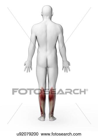 Clipart - Human calf muscles, artwork. Fotosearch