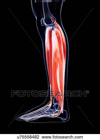 Drawing - Human calf muscles, artwork. Fotosearch