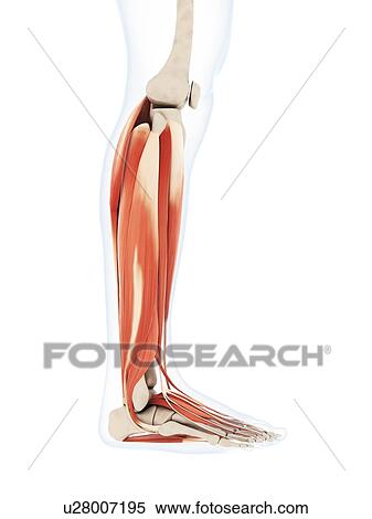 Stock Illustration - Human calf muscles, artwork. Fotosearch
