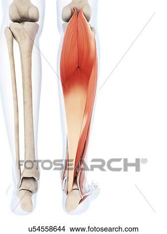 Stock Illustration - Human calf muscles, artwork. Fotosearch
