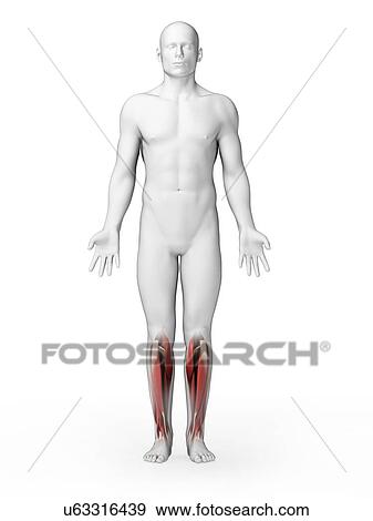 Human calf muscles, artwork View Large Illustration Stock Illustration - Human calf muscles, artwork. Fotosearch