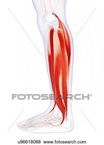 Human calf muscles, artwork View Large Illustration Stock Illustration - Human calf muscles, artwork. Fotosearch