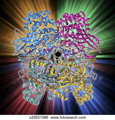 Stock Illustration - Human catalase, molecular model. Fotosearch