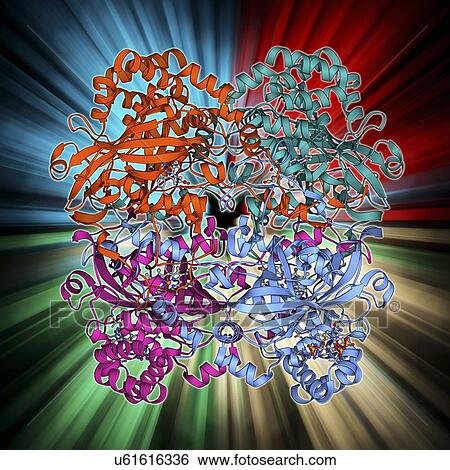 Stock Illustration - Human catalsae, molecular model. Fotosearch