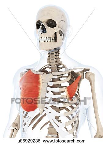 Human chest muscles, artwork View Large Illustration Stock Illustration - Human chest muscles, artwork. Fotosearch