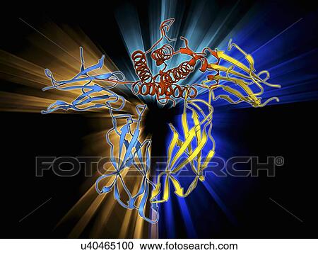 Clipart - Human growth hormone molecule. Fotosearch