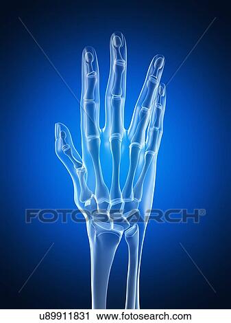 Human hand anatomy, artwork View Large Illustration Clip Art - Human hand anatomy, artwork. Fotosearch