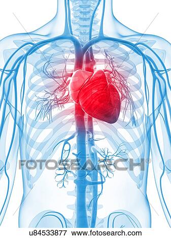 Stock Illustration - Human heart, artwork. Fotosearch