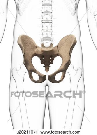 Human hip bone, artwork View Large Illustration Clip Art - Human hip bone, artwork. Fotosearch