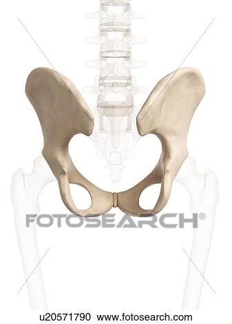 Clipart - Human hip bone, artwork. Fotosearch