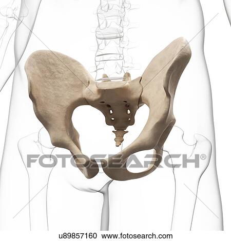 Human hip bone, artwork View Large Illustration Clipart - Human hip bone, artwork. Fotosearch