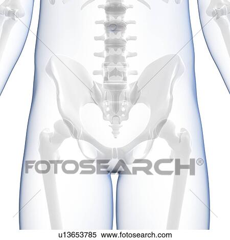 Human hip bone, artwork View Large Illustration Stock Illustration - Human hip bone, artwork. Fotosearch
