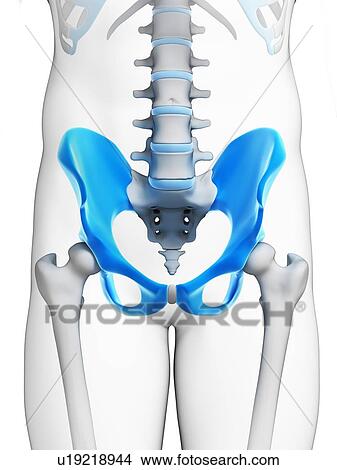 Stock Illustration - Human hip bone, artwork. Fotosearch