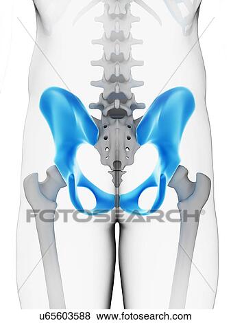 Human hip bone, artwork View Large Illustration Stock Illustration - Human hip bone, artwork. Fotosearch
