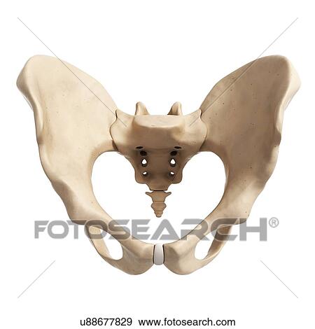 Stock Illustration - Human hip bone, artwork. Fotosearch