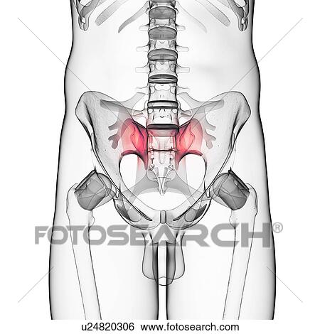 Stock Illustration - Human hip bones, artwork. Fotosearch