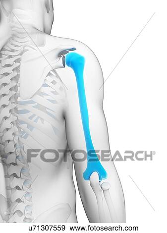 Human humerus, artwork View Large Illustration Stock Illustration - Human humerus, artwork. Fotosearch