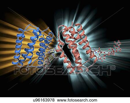 Human interferon beta molecule View Large Illustration Stock Illustration - Human interferon beta molecule. Fotosearch