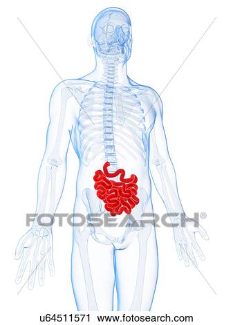 Clip Art - Human intestine, artwork. Fotosearch