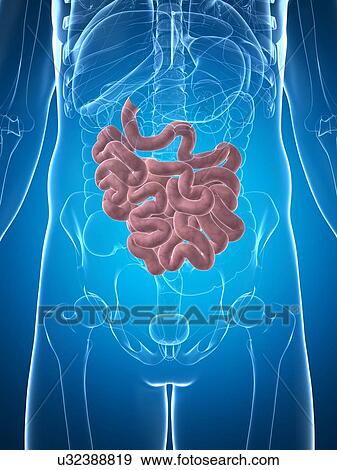 Stock Illustration - Human intestine, artwork. Fotosearch