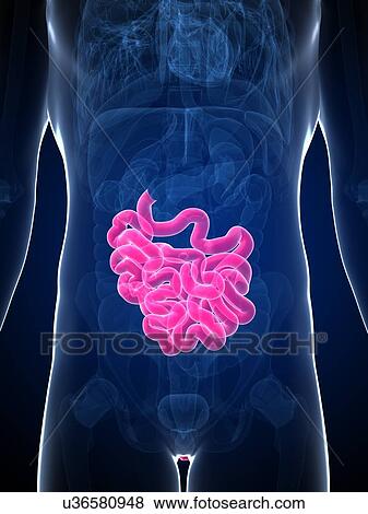 Stock Illustration - Human intestine, artwork. Fotosearch