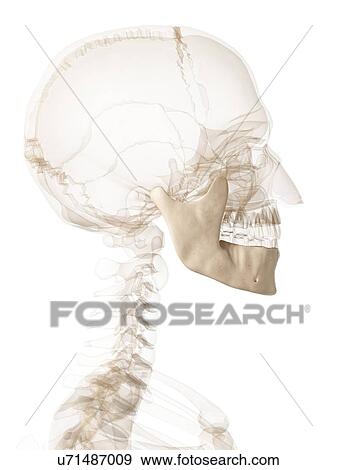 Human jaw bone, artwork View Large Illustration Stock Illustration - Human jaw bone, artwork. Fotosearch