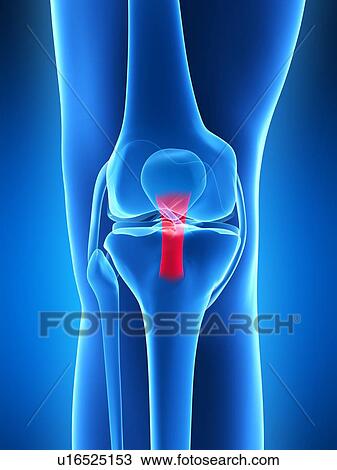 Drawing - Human knee anatomy, artwork. Fotosearch