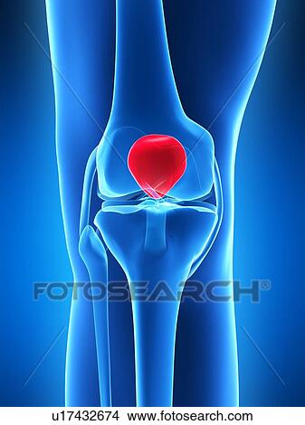 Stock Illustration - Human knee cap, artwork. Fotosearch