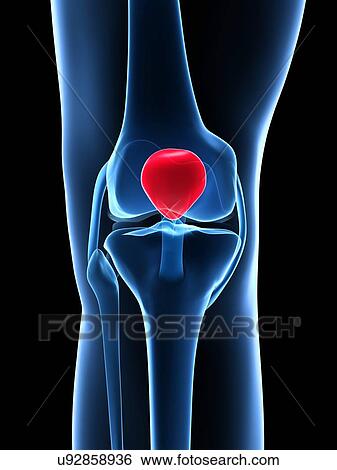 Human knee cap, artwork View Large Illustration Stock Illustration - Human knee cap, artwork. Fotosearch