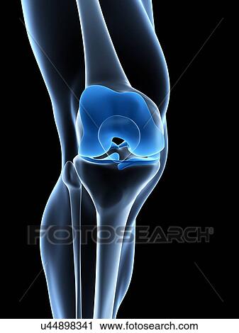 Human knee joint, artwork View Large Illustration Clip Art - Human knee joint, artwork. Fotosearch