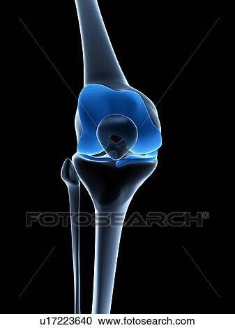 Clipart - Human knee joint, artwork. Fotosearch